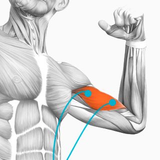 Électrodes et musculation : quels avantages et inconvénients ?